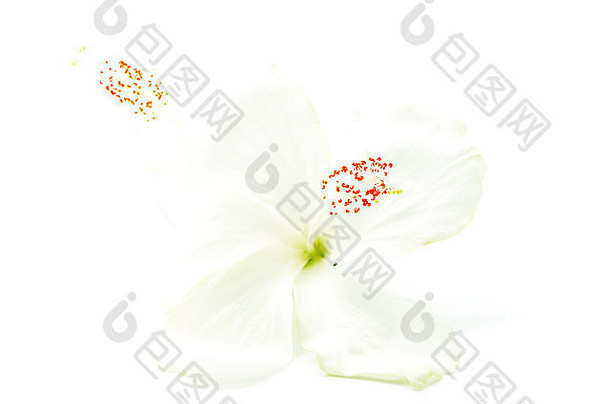 白色的木槿花，在白色背景上分离