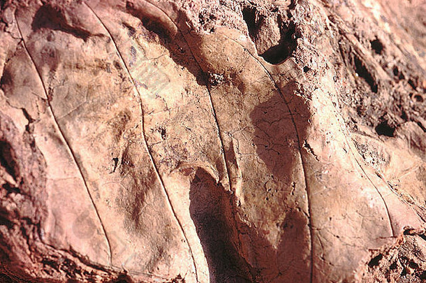 一片叶子的化石印记的特写镜头。叶脉清晰可见的叶子的化石印象。