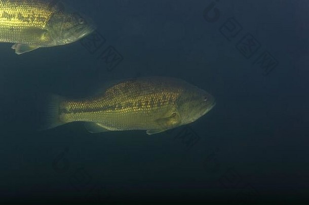 克罗地亚索德里卡湖<strong>大</strong>口鲈（Micropterussalmoides）的水下照片