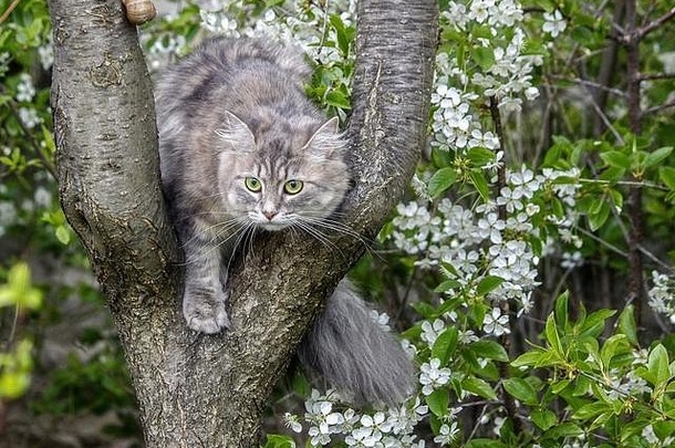 盛开的樱桃树上美丽的小猫的画像