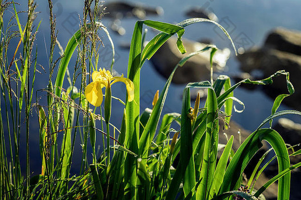 金色的鸢尾花，清晨，野花。夏日的湖泊，池塘，黎明，第一缕阳光。季节、生态、大自然之美