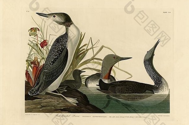 图版202：约翰·詹姆斯·奥杜邦的《美洲鸟》对开本（1827-1839）中的红喉潜水员（龙）——非常高分辨率和高质量的编辑图像