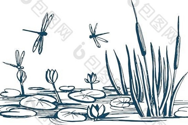 池塘里的睡莲和芦苇
