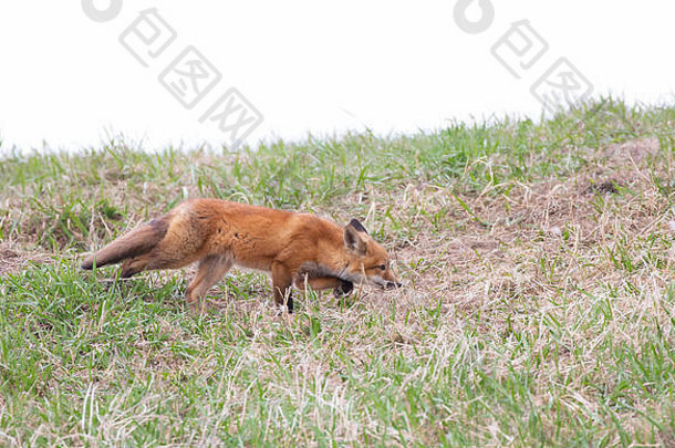 在加拿大的春天，红狐秃鹫套装沿着长满青草的山顶奔跑