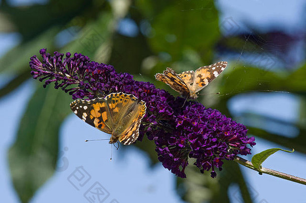 英国兰开夏郡，画蝴蝶夫人，辛西娅·卡杜伊，在巴德莱亚花上