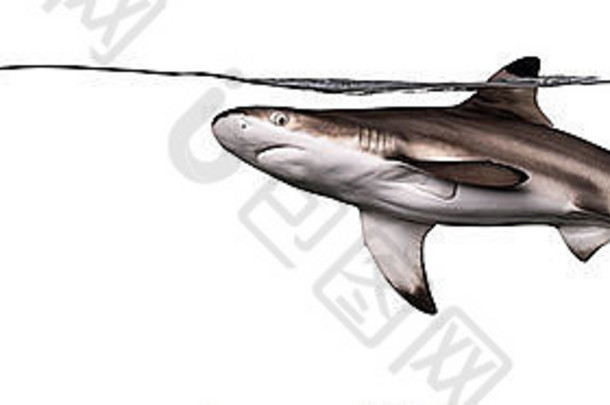 黑鳍礁鲨鱼游泳水行卡查希努斯melanopterus白色背景