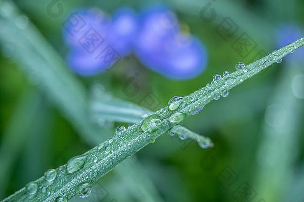 夏天，水滴落在蓝色花朵旁的叶子上
