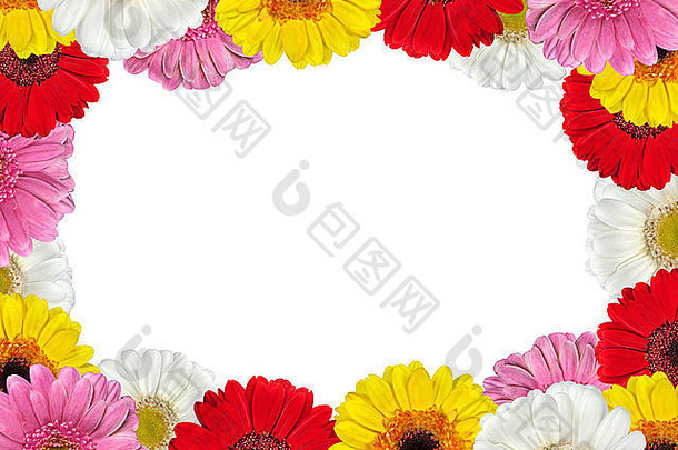 新鲜的色彩斑斓的非洲菊花边缘图片框架