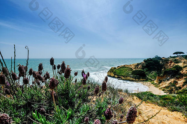 视图景观悬崖沙丘海滩albufeira葡萄牙夏天当地的植被花植物