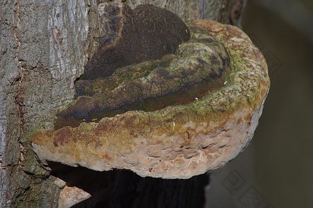 英国苏格兰阿伯丁西顿公园一棵山毛榉树上生长的大支架真菌（澳大利亚<strong>灵芝</strong>）。2018年3月。
