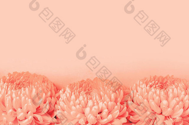 菊花花健美的生活珊瑚颜色颜色一年