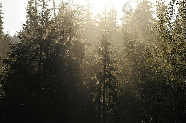 日落时分，雾蒙蒙的松林中昆虫嗡嗡作响，Breitenbush温泉，毗邻俄勒冈州山区的胡德山国家森林
