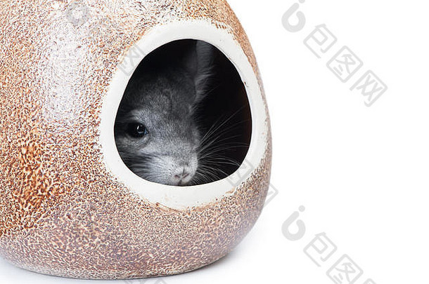 隐藏在白色背景上隔离的洞中的灰色灰鼠