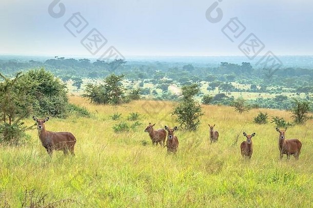 非洲大羚羊科布斯省略号放牧绿色干旱布什田平原乌干达非洲