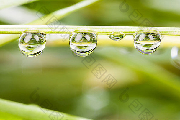 绿色植物秸秆上的水滴