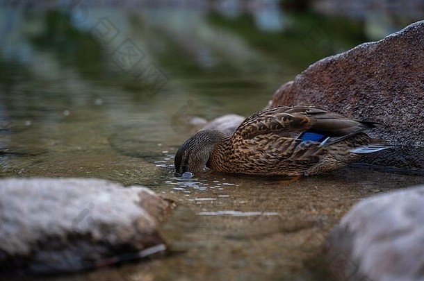 端庄的雌绿头鸭正在清洗羽毛，喝着冰冷的高山湖水