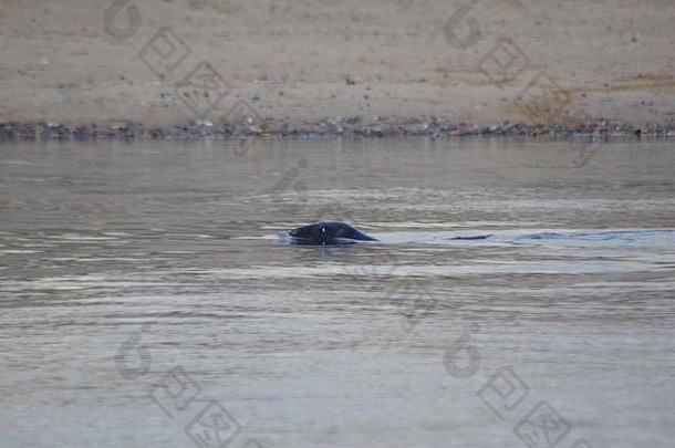 海豹在涨潮时向东河上游游动。英国阿伯丁顿茅斯地方自然保护区。2018年春天。