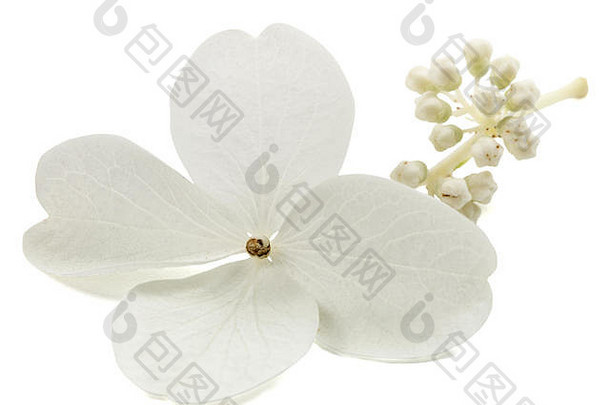 绣球花特写，狭长绣球花，在白色背景上分离，带有剪贴路径