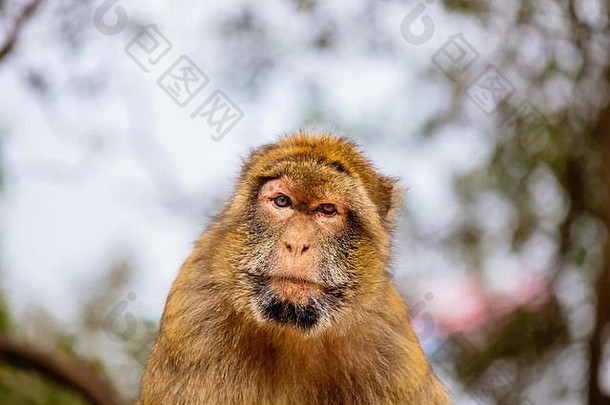 巴巴莉短尾猿人口直布罗陀野生猴子人口欧洲大陆