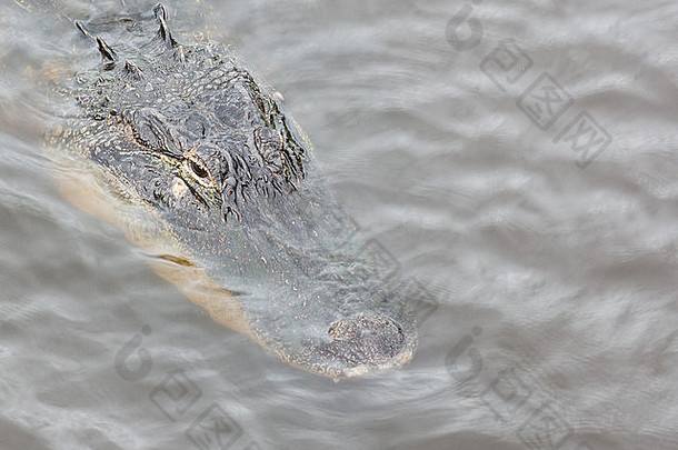 短吻鳄的头部在河岸上被击中。
