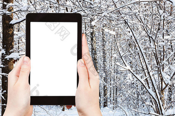 旅游理念——莫斯科城市公园冬季白雪覆盖的桦树和松树在智能手机上拍摄的旅游照片，带有空屏幕
