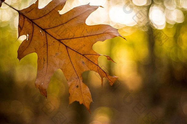 英国牛津，一片风景秀丽的林地，阳光透过金黄的秋叶