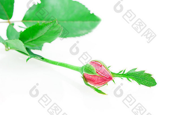 玫瑰花蕾玫瑰孤立的白色背景