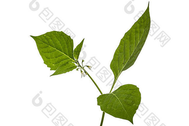 花叶子黑色的茄属植物年茄属植物初步有毒的植物孤立的白色背景