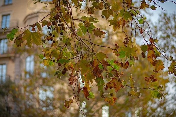 夏秋过渡；树叶开始离开树木