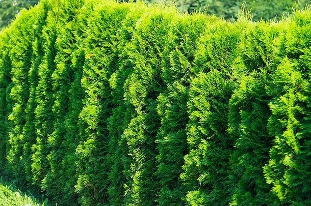 连续生长的绿色树的特写镜头。树篱是用苏哈木做成的。