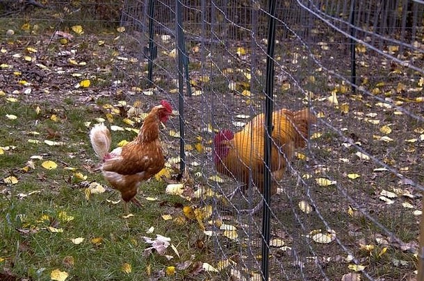 一个破旧的老毕蒂穿过篱笆遇到了院子里的公鸡