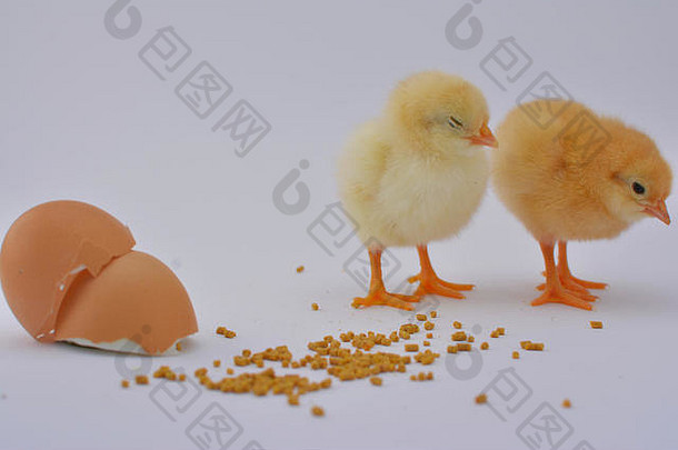 新生小鸡吃白色背景的碎蛋饲料