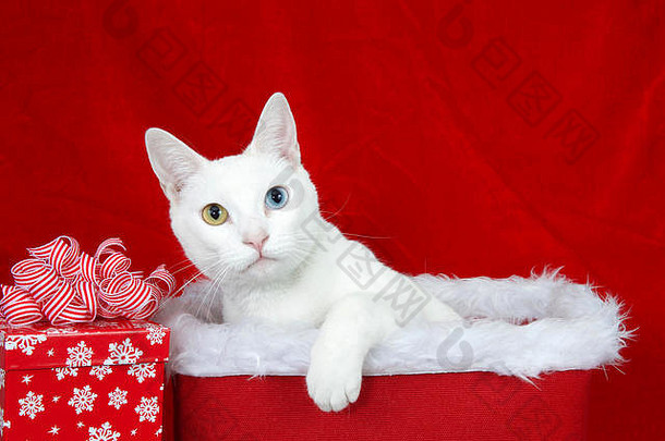 一只可爱的异色（奇眼）白色小猫的特写照片，它坐在一个铺着白色毛皮的圣诞篮子里，看着观众。一