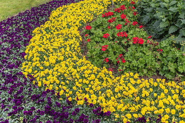 德克萨斯州春天，美世植物园和植物园的紫罗兰、紫罗兰和<strong>老</strong>鹳草深红色花<strong>坛</strong>。