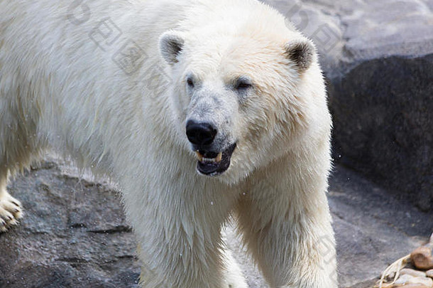 海熊，俗称北极熊