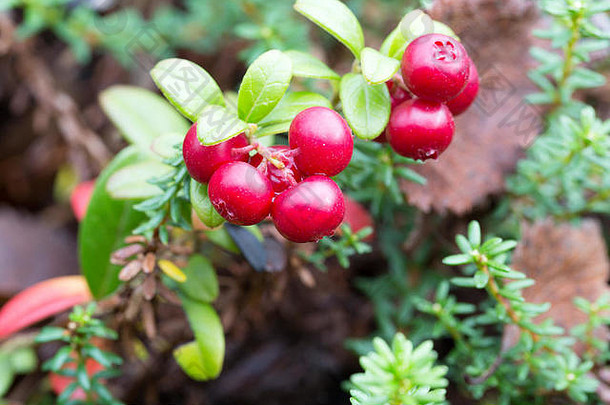 布什小红莓秋天森林
