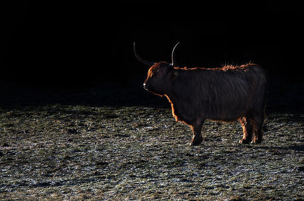 高地牛老板金牛座的轮廓冬天时间冷淡的地面宝马苏格兰