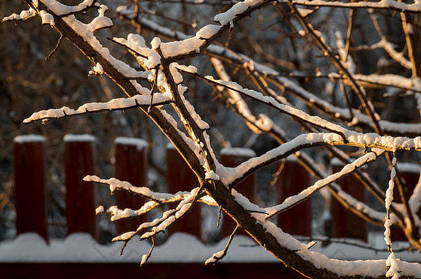 射线太阳雪分支机构树后院房子