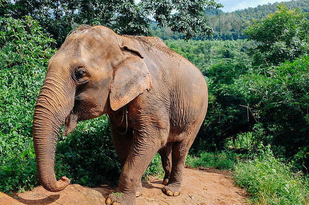 泰国丛林拯救亚洲象