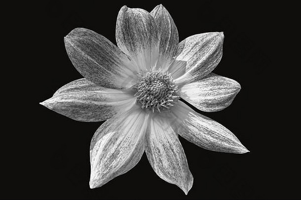 在黑色背景上观看黑白版的花朵