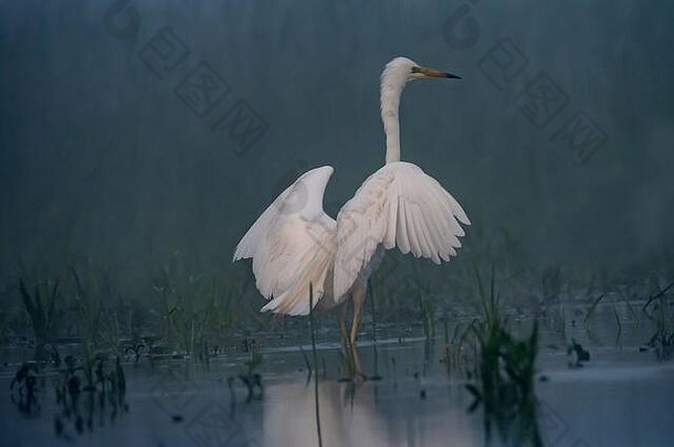 大白鹭（白鹭），多雾条件，涉水，多瑙河三角洲，罗马尼亚