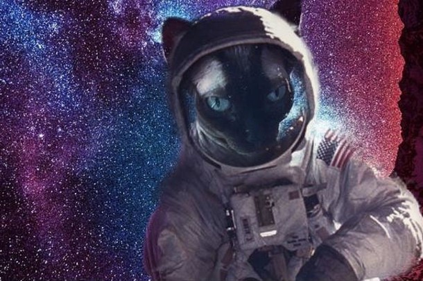 宇宙中的猫