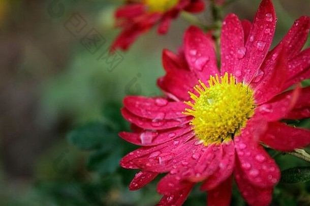 美丽的红花与水滴，特写与文字的空间。花园花