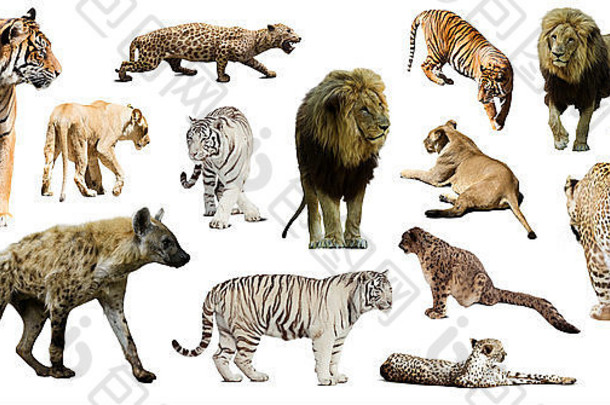 白色背景上的土狼、豹子和其他猫科动物