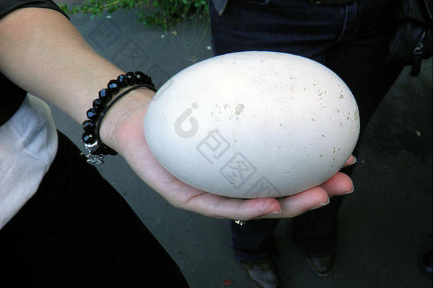 女人持有通常巨大的蛋猕猴桃新西兰