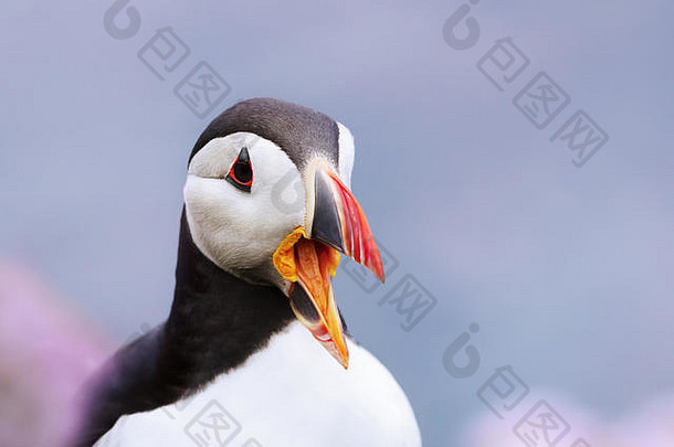 大西洋海雀呼叫特写，英国。