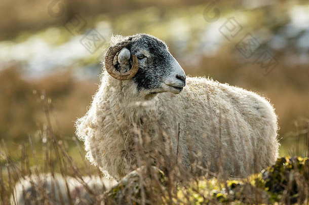 斯韦尔代尔同样冬天开放高沼地山农业约克郡山谷英格兰斯韦尔代尔羊常见的品种羊北约克斯集团