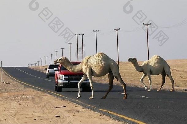 骆驼在沙漠中<strong>横穿马路</strong>，旁边有交通和电线杆