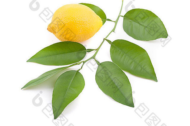柠檬和柠檬树枝。
