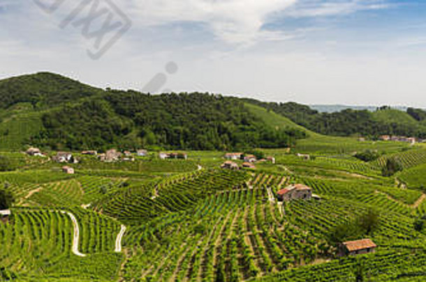 意大利维尼托瓦尔多比亚登地区，风景如画的山丘上有普罗塞科起泡葡萄酒的葡萄园。